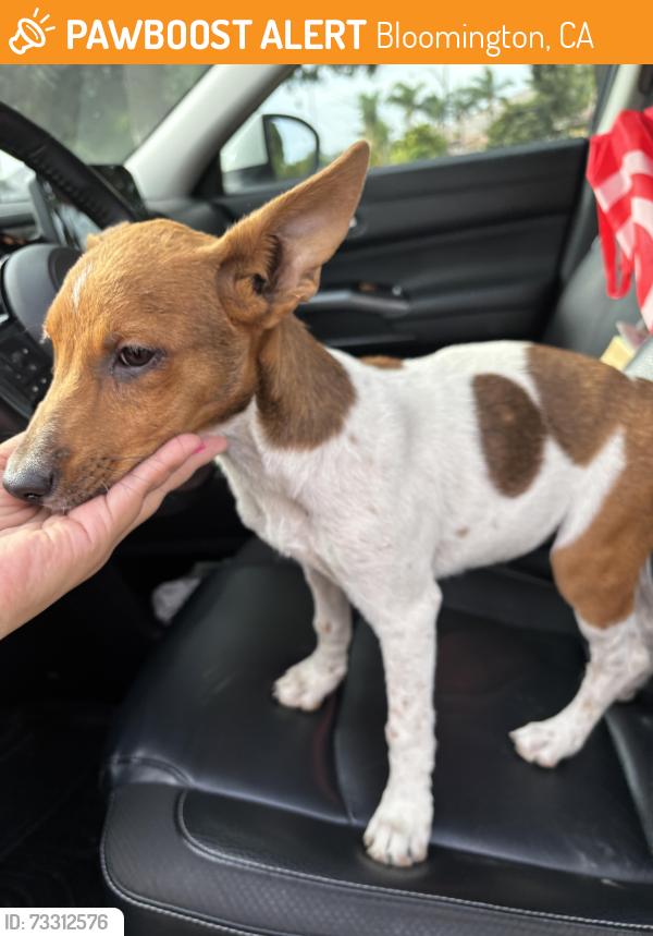 Found/Stray Female Dog last seen Bloomington high school Alder & Otilla BLOOMINGTON CA, Bloomington, CA 92316