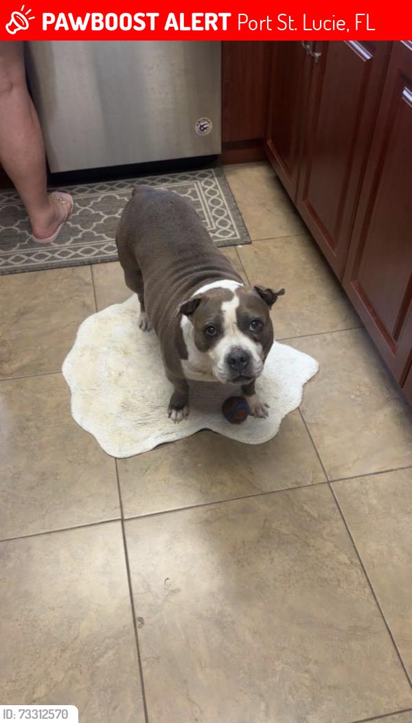 Lost Female Dog last seen Darwin and Belmont, Port St. Lucie, FL 34953
