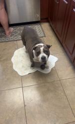 Lost Female Dog last seen Darwin and Belmont, Port St. Lucie, FL 34953