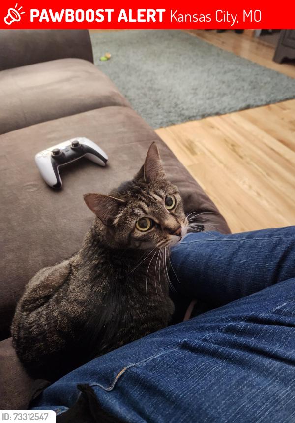 Lost Female Cat last seen NE 128th Terrace and N Walrond Ave, Kansas City, MO 64156