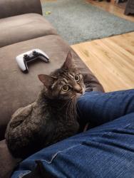 Lost Female Cat last seen NE 128th Terrace and N Walrond Ave, Kansas City, MO 64156