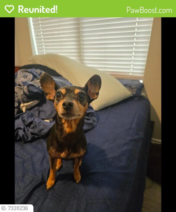 Reunited Female Dog last seen Galloway Ave., Mesquite, TX 75150