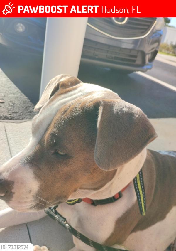 Lost Female Dog last seen Cadillac avenue in Peoria, Hudson, FL 34667