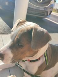 Lost Female Dog last seen Cadillac avenue in Peoria, Hudson, FL 34667