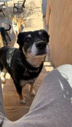 Reunited Male Dog last seen paintled lady, Albuquerque, NM 87104