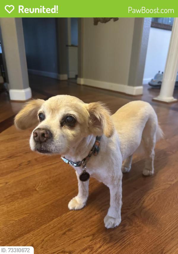 Reunited Male Dog last seen Olde Thompson creek rd, Apex, NC 27523
