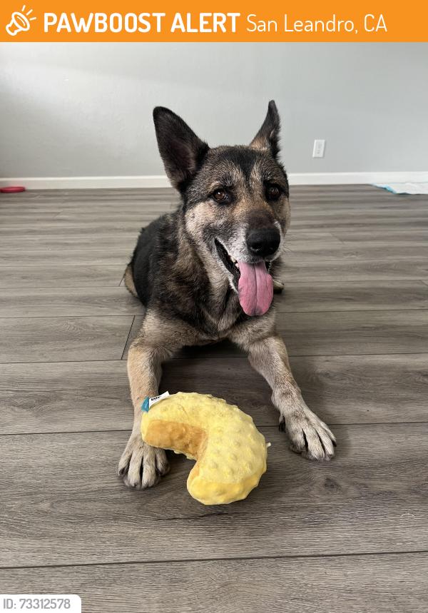 Found/Stray Female Dog last seen Dennis Avenue and Coral Avenue, San Leandro, CA 94578