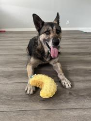 Found/Stray Female Dog last seen Dennis Avenue and Coral Avenue, San Leandro, CA 94578