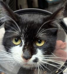 Shelter Stray Female Cat last seen 174th, PORTLAND, OR, 97233, 1700 W Historic Columbia River Hwy, Troutdale, OR 97060, USA