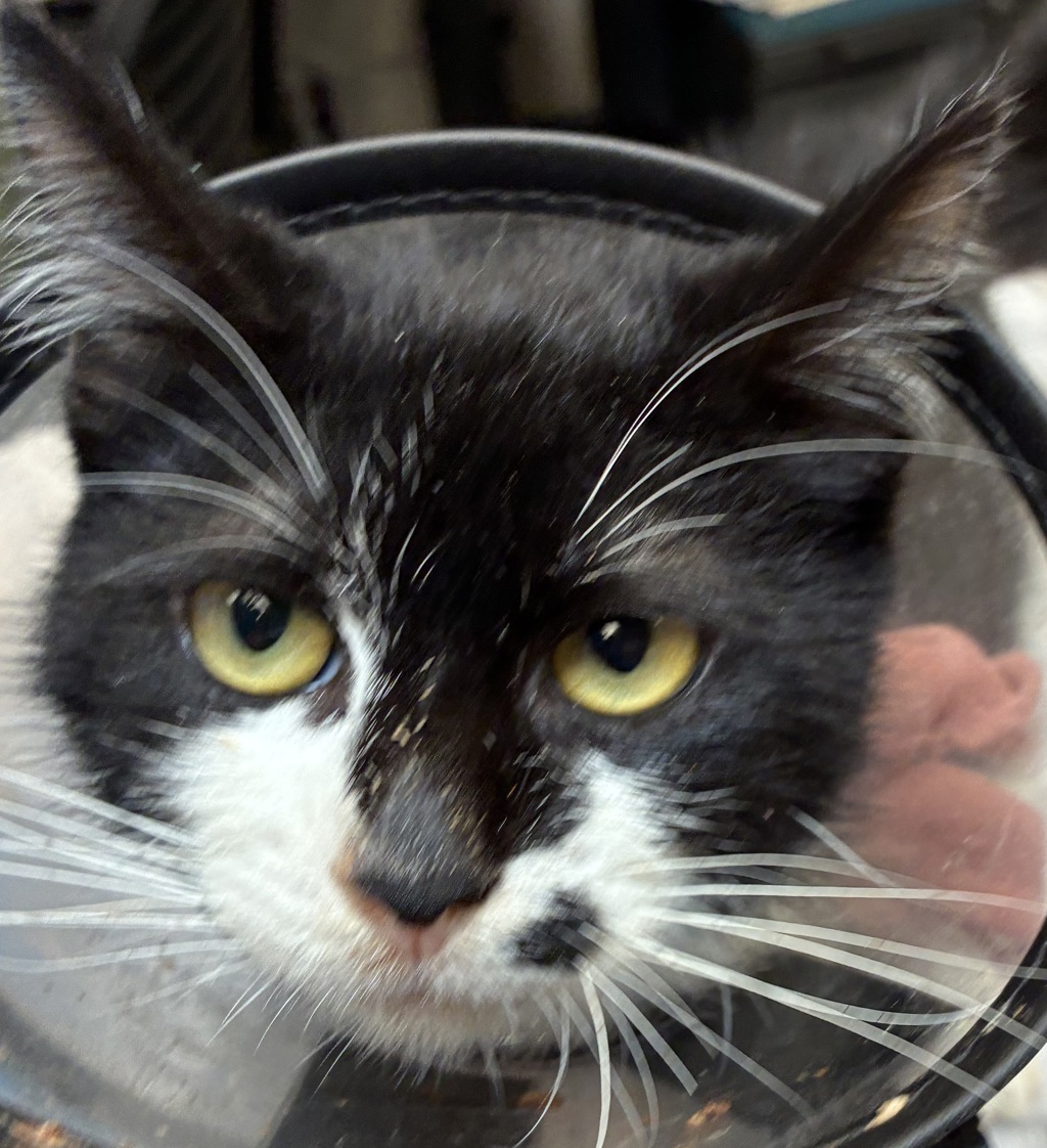 Shelter Stray Female Cat last seen 174th, PORTLAND, OR, 97233, 1700 W Historic Columbia River Hwy, Troutdale, OR 97060, USA