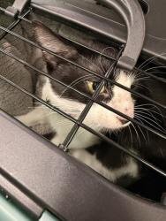 Shelter Stray Female Cat last seen Amberbrooke Arch, VIRGINIA BEACH, VA, 23464, 341 S Birdneck Rd, Virginia Beach, VA 23451, USA