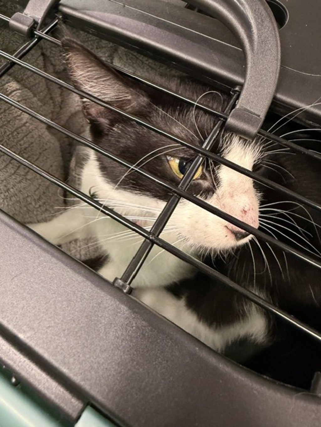 Shelter Stray Female Cat last seen Amberbrooke Arch, VIRGINIA BEACH, VA, 23464, 341 S Birdneck Rd, Virginia Beach, VA 23451, USA