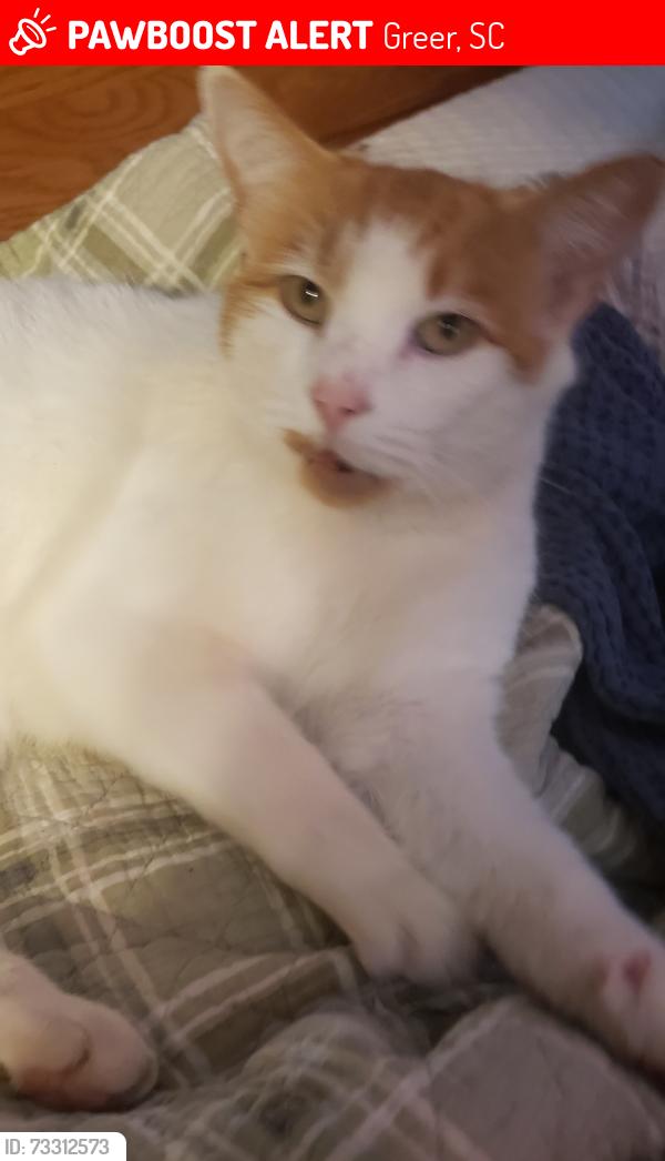 Lost Male Cat last seen Northwood baptist church, Greer, SC 29651
