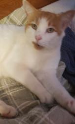 Lost Male Cat last seen Northwood baptist church, Greer, SC 29651