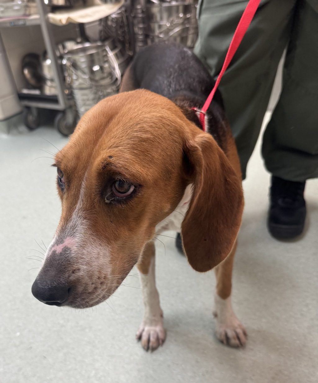 Shelter Stray Female Dog last seen Chesdin Landing Drive, South Chesterfield, VA, 23803, 9300 Public Works Rd, Chesterfield, VA 23832, USA