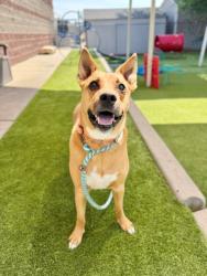 Shelter Stray Male Dog last seen Near W Edith Drive, Magna Township, UT, 84044, 511 W 3900 S, Salt Lake City, UT 84123, USA
