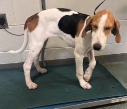 Shelter Stray Female Dog last seen Chesdin Landing Drive, South Chesterfield, VA, 23803, 9300 Public Works Rd, Chesterfield, VA 23832, USA