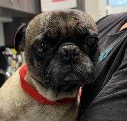 Shelter Stray Male Dog last seen Near 61st, San Diego, CA, 92114, 5500 Gaines St, San Diego, CA 92110, USA