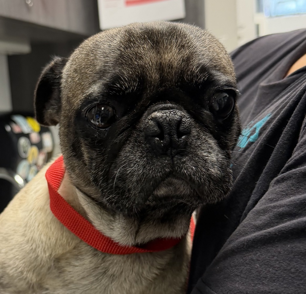 Shelter Stray Male Dog last seen Near 61st, San Diego, CA, 92114, 5500 Gaines St, San Diego, CA 92110, USA