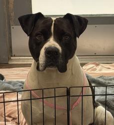 Shelter Stray Male Dog last seen Near Childrens Way, San Diego, CA, 92123, 5500 Gaines St, San Diego, CA 92110, USA
