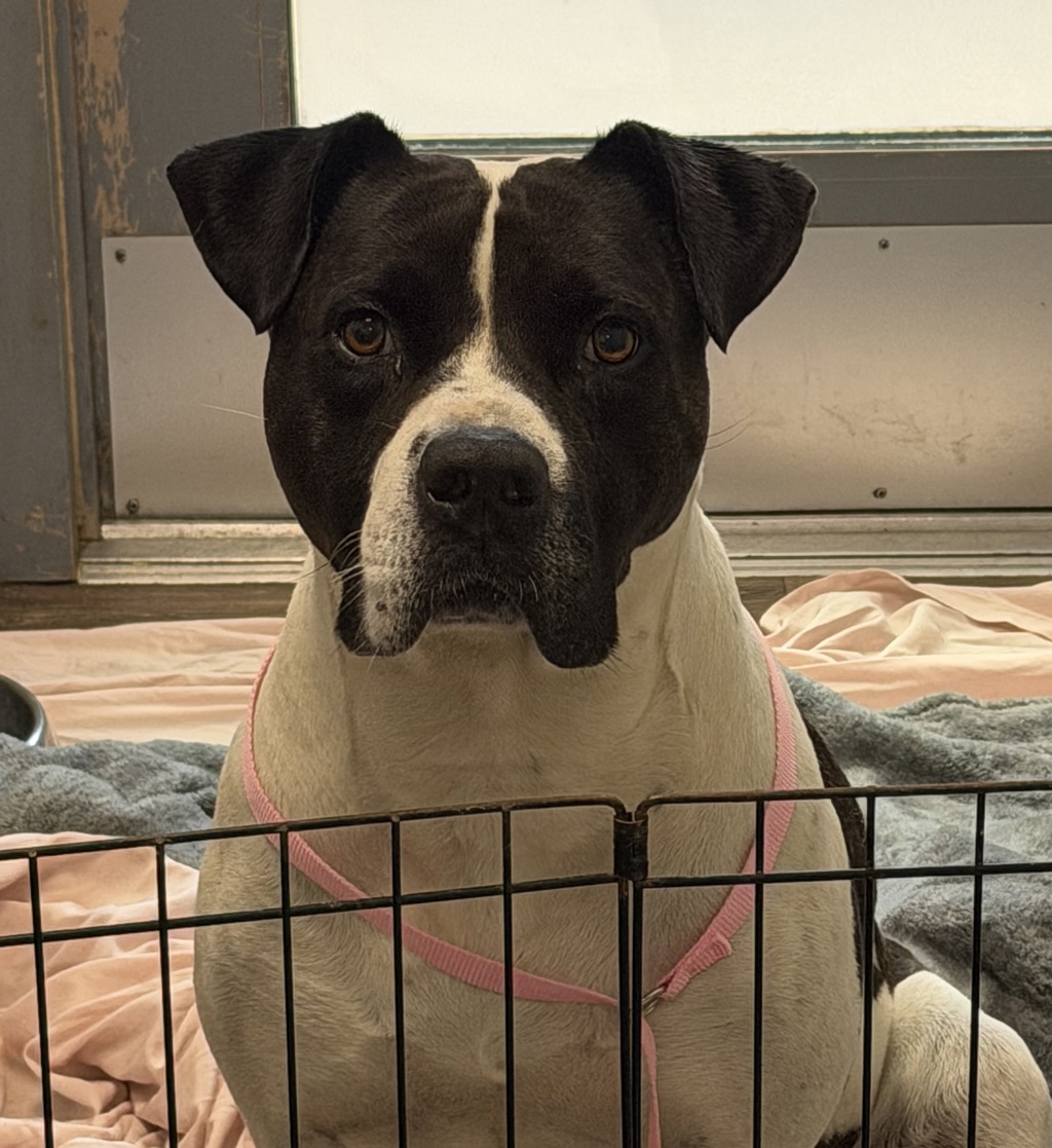 Shelter Stray Male Dog last seen Near Childrens Way, San Diego, CA, 92123, 5500 Gaines St, San Diego, CA 92110, USA