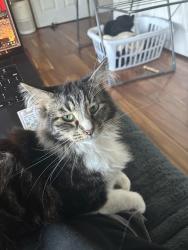 Reunited Male Cat last seen College and Hudson, Oakland, CA 94618