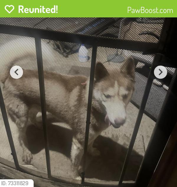 Reunited Male Dog last seen Acampo, Acampo, CA 95220