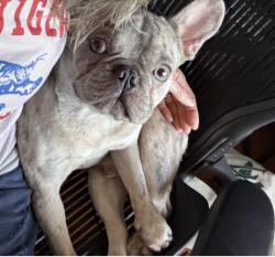 Reunited Male Dog last seen Nonaville Road, Mt. Juliet, TN 37122