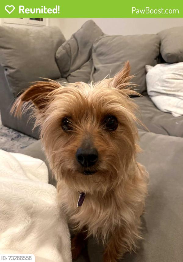 Reunited Female Dog last seen Near North and 3500 E, Liberty, UT 84310