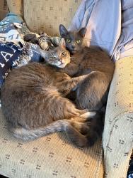 Lost Male Cat last seen Patterson and Maple, Richmond, VA 23226