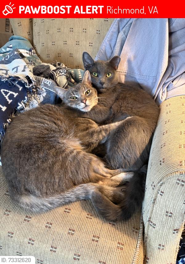 Lost Male Cat last seen Patterson and Maple, Richmond, VA 23226