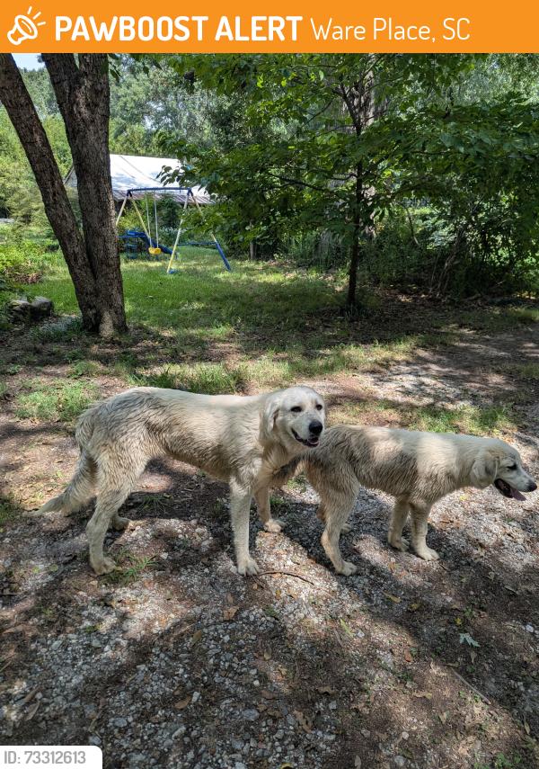 Found/Stray Unknown Dog last seen Hwy 25 1mi south of hwy 418 running south, Ware Place, SC 29669