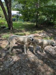 Found/Stray Unknown Dog last seen Hwy 25 1mi south of hwy 418 running south, Ware Place, SC 29669