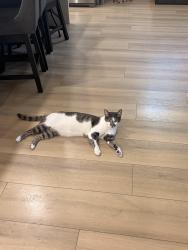 Lost Male Cat last seen outside hse, Rialto, CA 92377