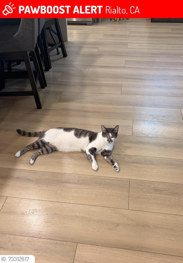 Lost Male Cat last seen outside hse, Rialto, CA 92377