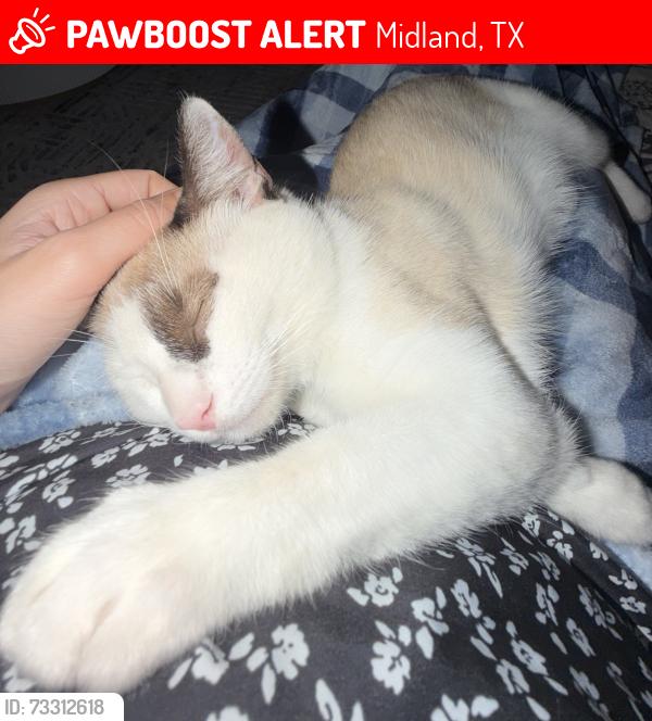 Lost Male Cat last seen Unknown, Midland, TX 79705