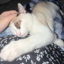 Lost Male Cat last seen Unknown, Midland, TX 79705