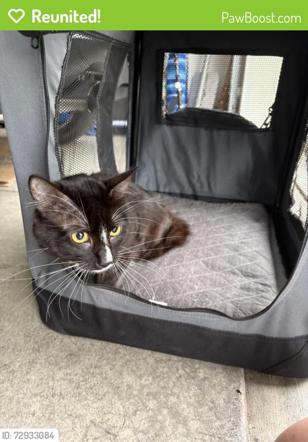 Reunited Unknown Cat last seen Torrance Blvd, Torrance, CA 90503