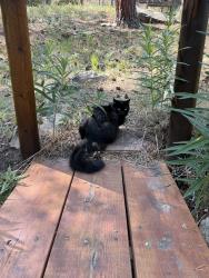Lost Female Cat last seen highway 7 business + ski rd east. near mountain meadow cafe., Allenspark, CO 80510