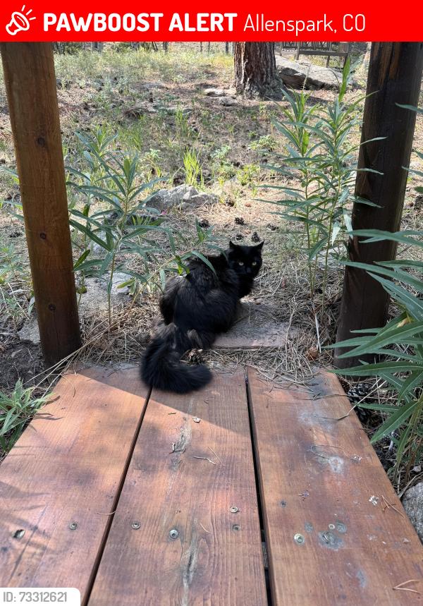 Lost Female Cat last seen highway 7 business + ski rd east. near mountain meadow cafe., Allenspark, CO 80510