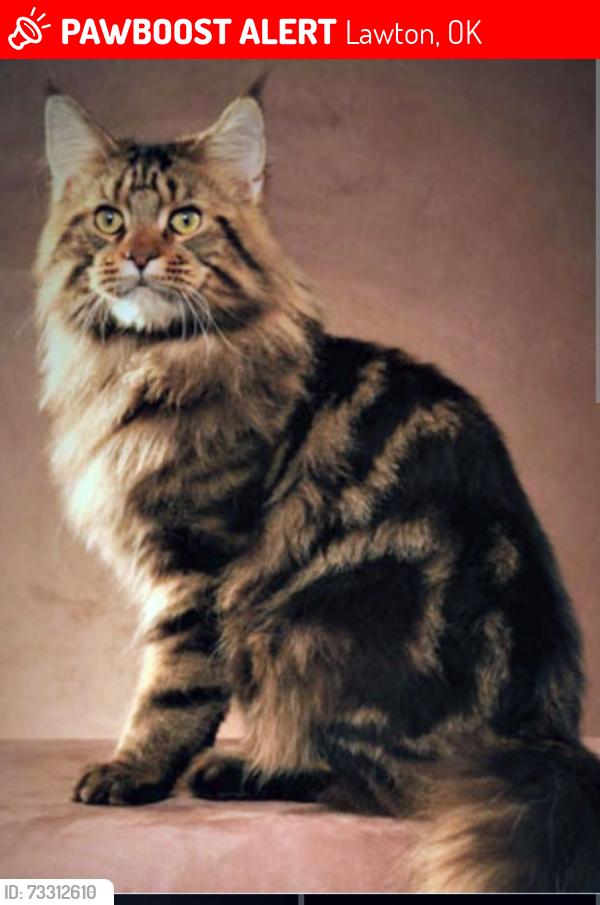 Lost Male Cat last seen Gore and 38th, Lawton, OK 73505