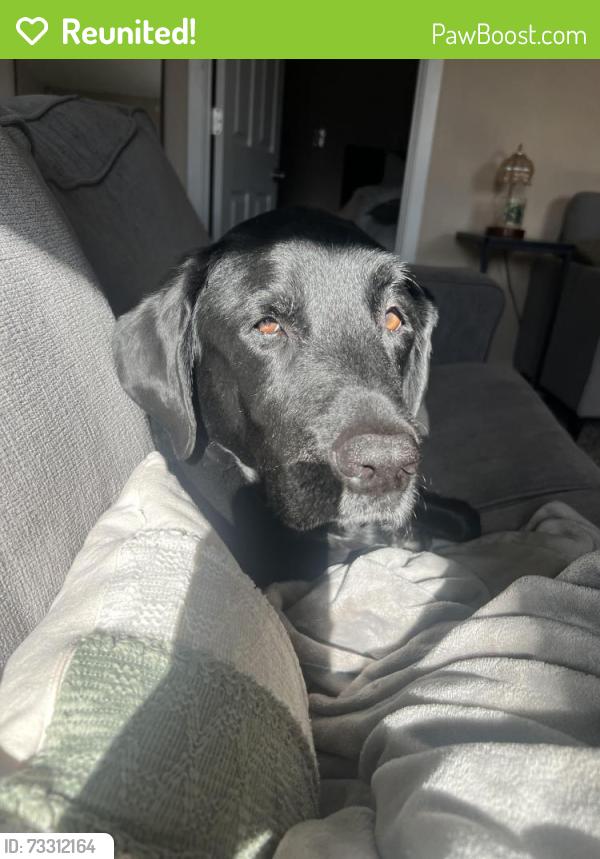 Reunited Male Dog last seen Eagleview Elementary, Thornton, CO 80241