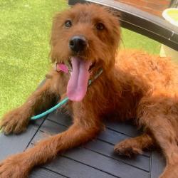 Shelter Stray Male Dog last seen , Animal Care & Control Team of Philly, 111 W Hunting Park Ave, Philadelphia, PA 19140, USA