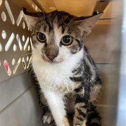 Shelter Stray Unknown Cat last seen , 12910 Yukon Ave, Hawthorne, CA 90250, USA