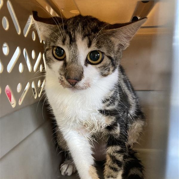 Shelter Stray Unknown Cat last seen , 12910 Yukon Ave, Hawthorne, CA 90250, USA
