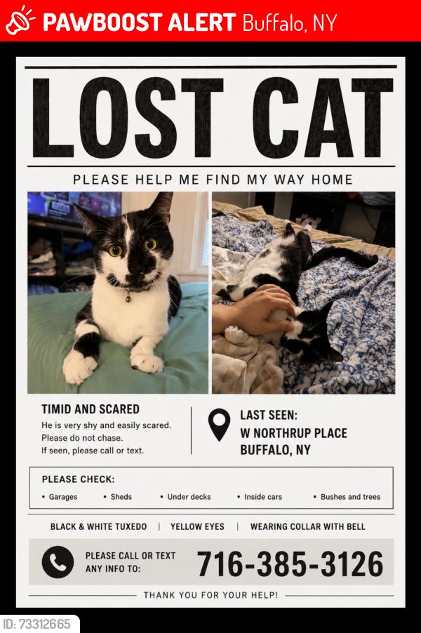 Lost Male Cat last seen Custer street, Buffalo, NY 14214