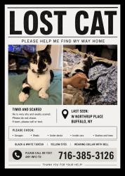 Lost Male Cat last seen Custer street, Buffalo, NY 14214