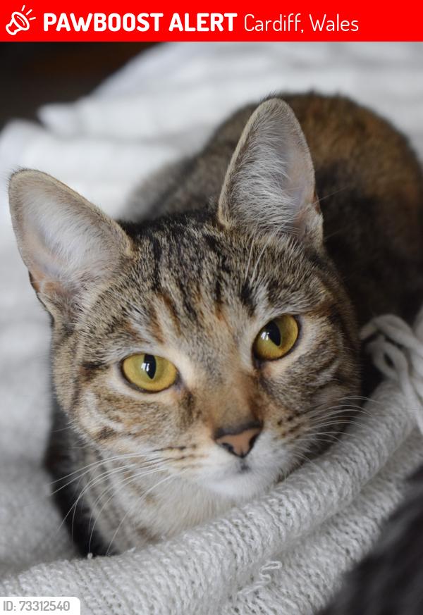 Lost Female Cat last seen The Cathedral Green, Memorial Statue, Llandaff Village, Cardiff, Wales 