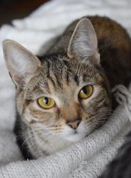 Lost Female Cat last seen The Cathedral Green, Memorial Statue, Llandaff Village, Cardiff, Wales 