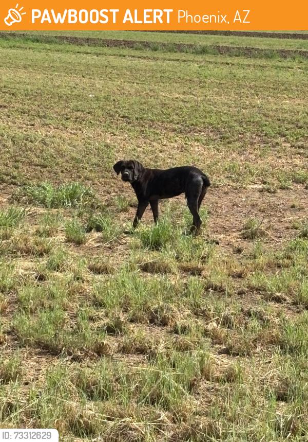 Found/Stray Female Dog last seen 91st & Thomas, Phoenix, AZ 85037